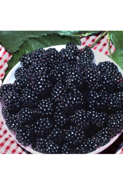 Ожина безколючкова Натчез плоди