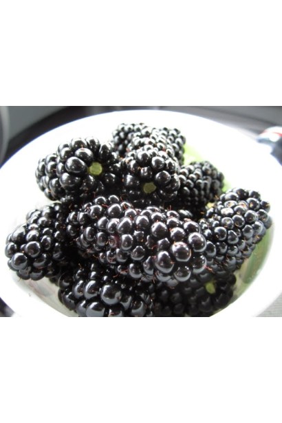 Ожина безколючкова Натчез