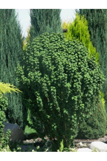 Дерен червоний Compressa