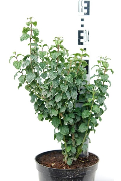 Дерен Компресса контейнер 3 л 30-40 см