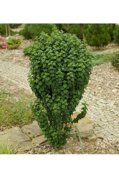 Дерен Компресса компактний вертикальний кущ