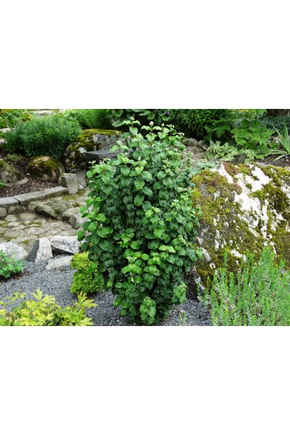 Дерен Компресса в ландшафті