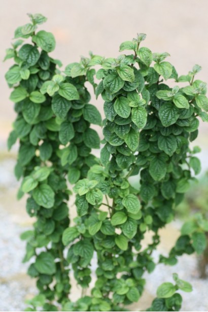 Дерен вертикальний Компресса