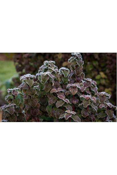 Свидина червона Компресса