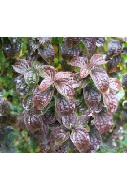 Cornus sanguinea Compressa