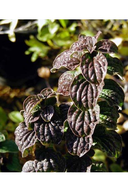 Дерен  Компресса бордово-фіолетове листя восени