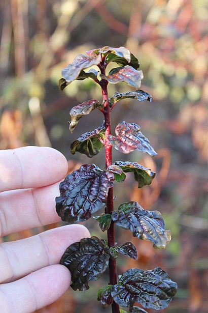 Кизил Компресса