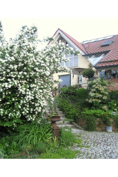 Белые цветы чубушника Снегопад, которые напоминают снег.