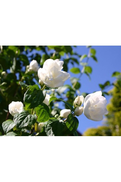 Чубушник Снегопад с обильными белыми цветами.