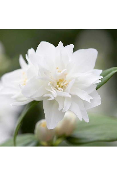 Чубушник венечный Снегопад 