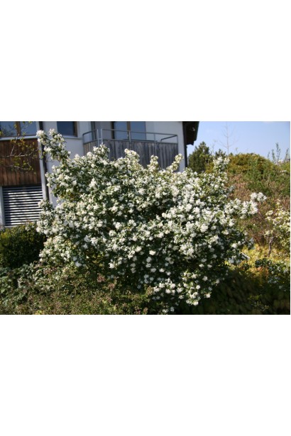 Куст чубушника Снегопад для создания цветущей атмосферы.