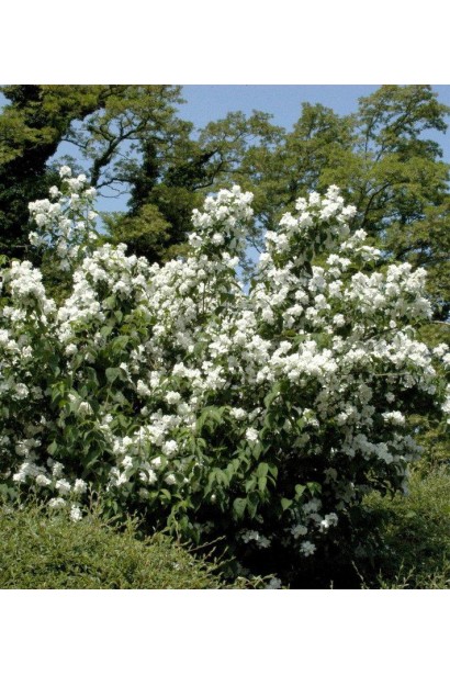Жасмин садовый Снегопад для вашего ландшафта.
