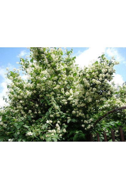 Чубушник Снегопад с пышными белыми соцветиями.