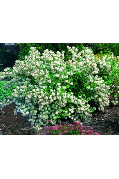 Куст Philadelphus Schneesturm украшает сад снежным цветом.