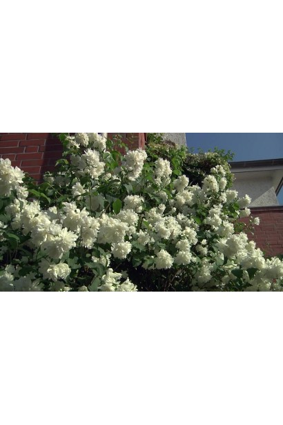 Жасмин садовый Снегопад с роскошными ароматными цветами.