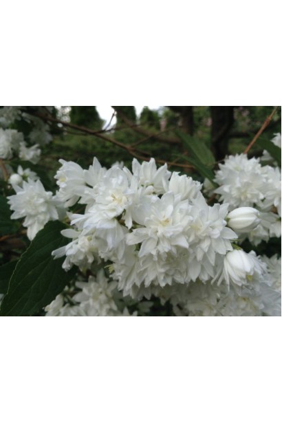 Цветы Чубушника Снегопад