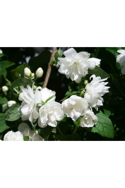 Philadelphus Schneesturm: куст с ароматными снежно-белыми цветами.