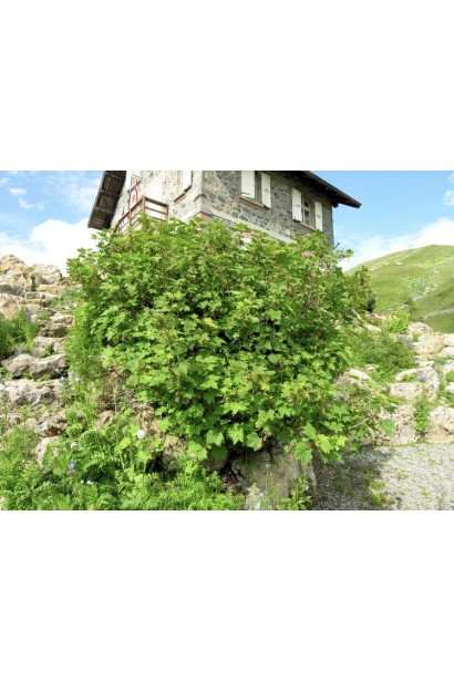 Смородина Софиевская – ягодный куст с хорошей морозостойкостью