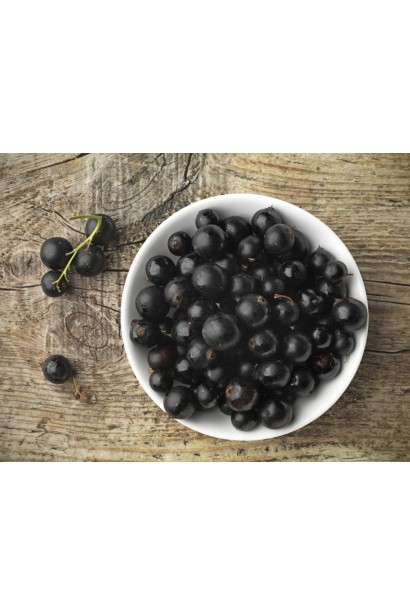 Смородина черная Софиевская – ягоды с насыщенным ароматом