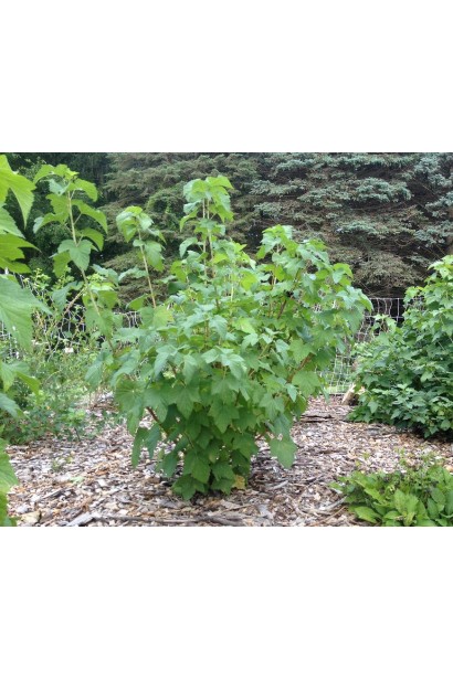 Куст смородины Софиевская