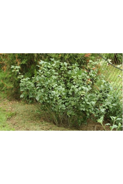 Смородина Софиевская – компактный куст для небольшого сада