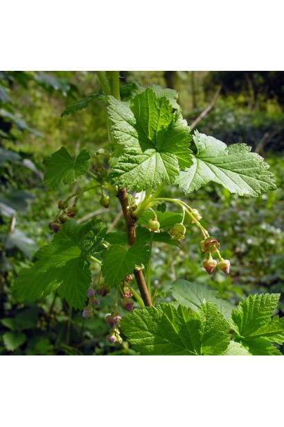 Ribes nigrum Sofievska – куст с густыми темно-зелеными листьями