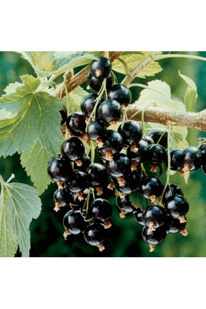 Смородина черная Софиевская – средне-поздний сорт с большими темными ягодами