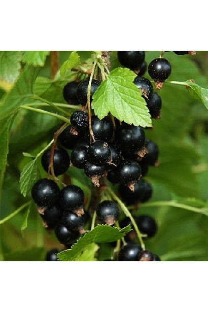 Смородина Софиевская – ягодный куст с насыщенным вкусом