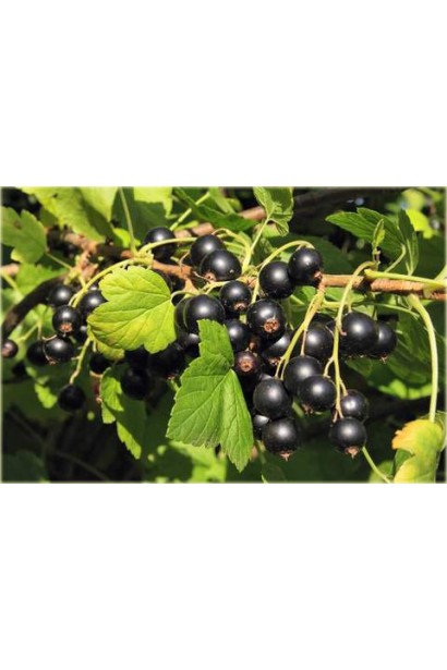 Ягоды смородины черная Софиевская