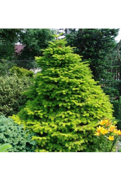 Пихта кавказская хвойное дерево конической формы