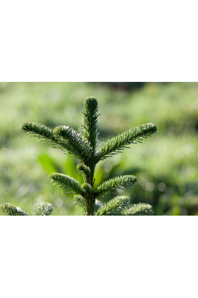 Abies nordmanniana