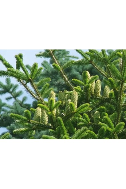 Пихта Нордмана молодые зеленые шишки