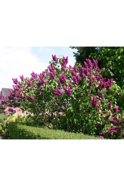 Кущ бузка Burgundy Queen в саду