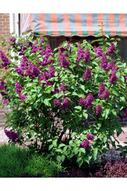 Темно-пурпуровий бузок звичайний