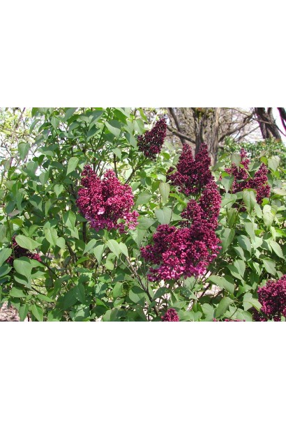 Бузок Бургунді Квін у цвіті