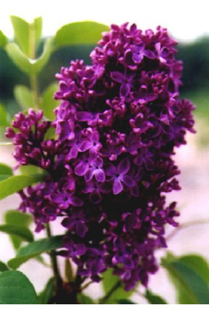 Пишні темно-пурпурові квіти бузка