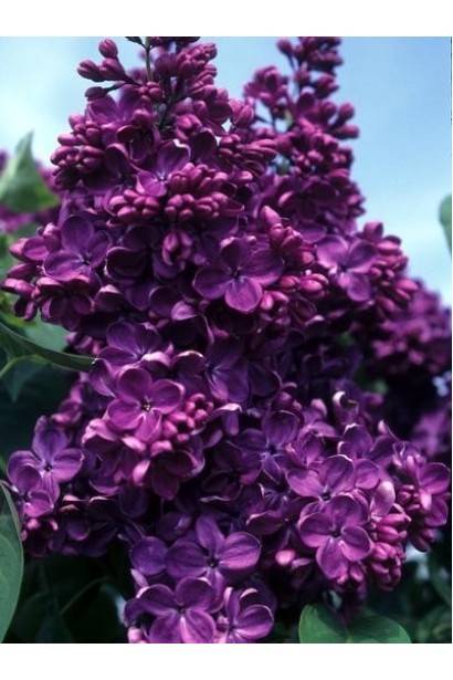 Декоративний бузок Burgundy Queen