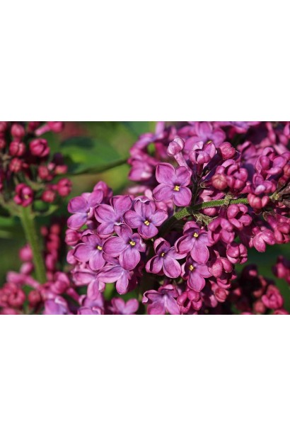 Гілка бузка Бургунді Квін із суцвіттям