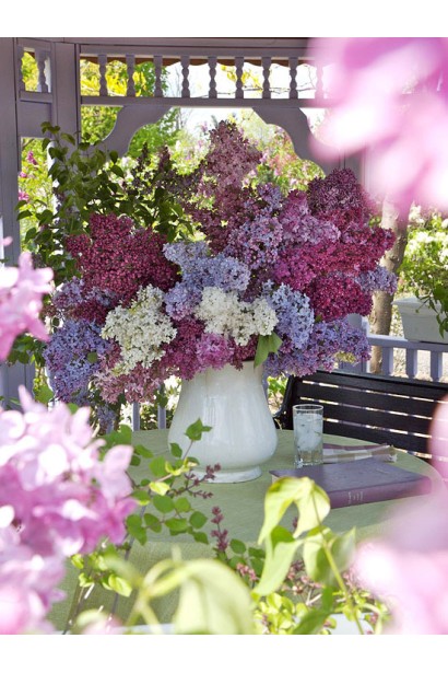 Ніжний букет бузку Бургунді Квін