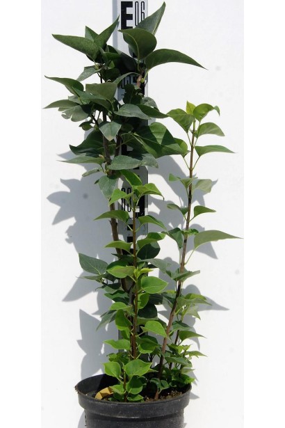 Саджанець бузка звичайного Бургунді Квін