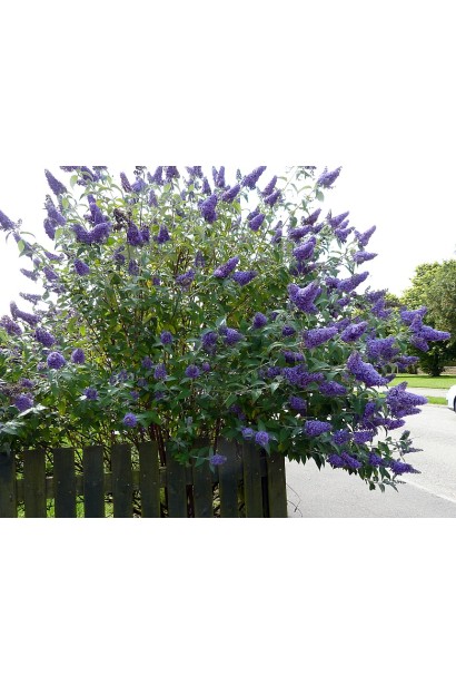 Будлея Лочінч розлогий кущ в саду