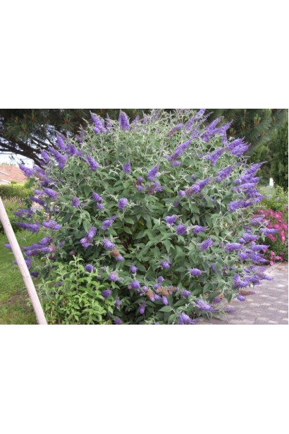 Будлея Давида Лочінч в ландшафті