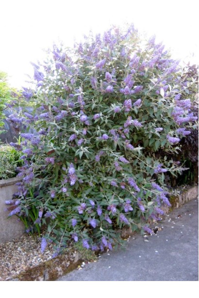 Будлея Давида Лочінч