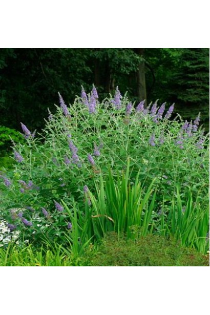 Будлея Давида Лочінч кущ округлої форми