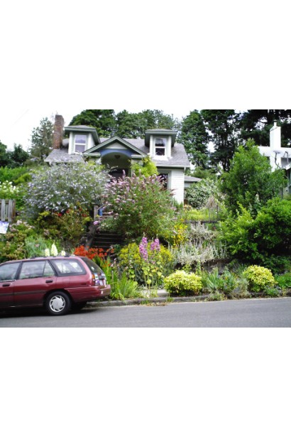 Будлея Давида Лочінч ландшафтний дизайн