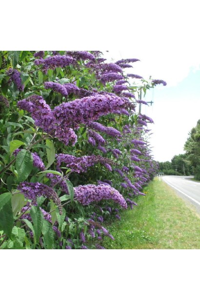 Будлея Давида Лочінч лавандово-сині суцвіття