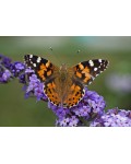 Медовий аромат будлеї Лочінч приваблює метеликів 