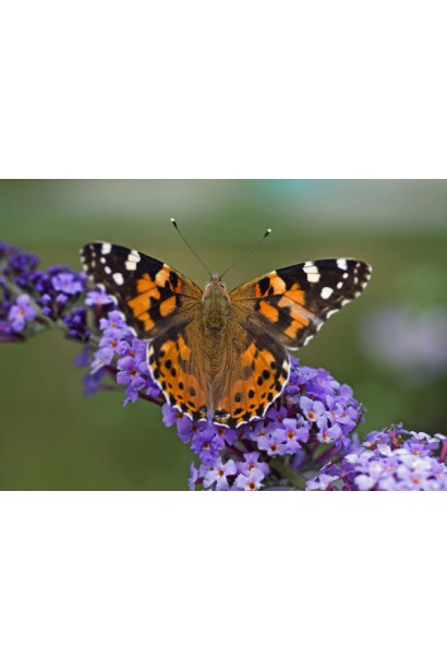 Медовий аромат будлеї Лочінч приваблює метеликів 