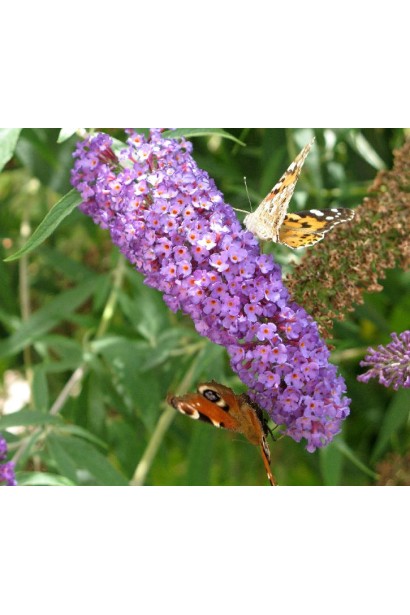 Будлея давида Lochinch квітка