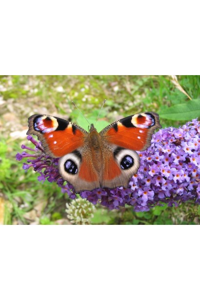 Buddleja davidii Lochinch